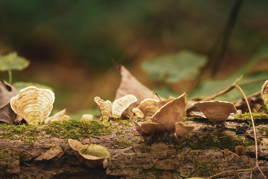 Mushrooms on a Fallen Tree Photograph by Jason Fink
