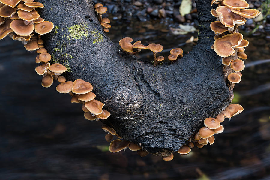 Mushrooms on a Tree Root by Robert Potts Mushrooms on a Tree Root by Robert Potts