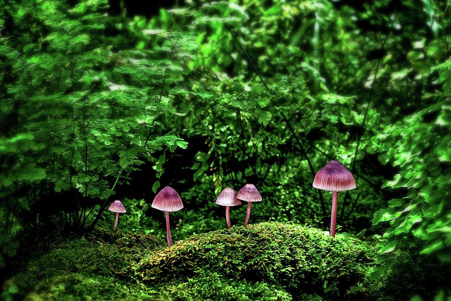 Mushrooms On The Forest Floor Photograph by James DeFazio - Fine Art ...