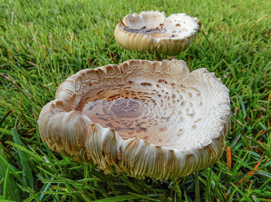 Mushroom Photograph - Mushrooms On The Lawn by Phil And Karen Rispin
