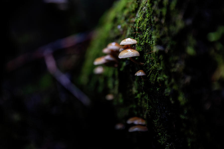 Mushrooms Photograph by Pelo Blanco Photo