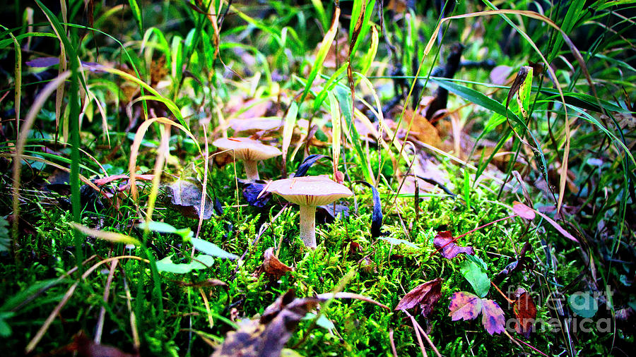 Mushrooms Photograph by Thomas Nay