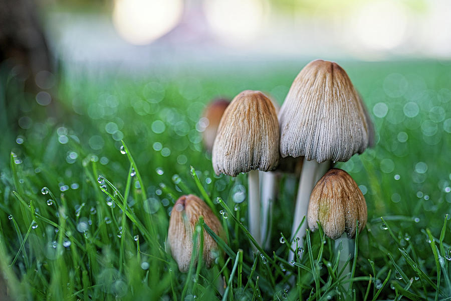 Mushrooms2 Photograph by Joan Baker