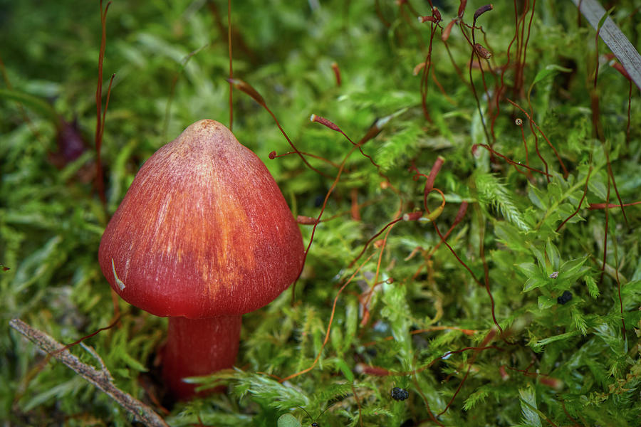 Mushroom Photograph - Mushrrom in Forest by Paul Freidlund