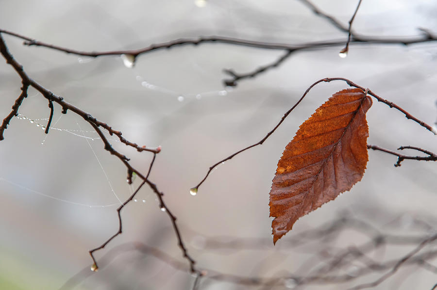 Music of the Autumnal Rain 1 Photograph by Jenny Rainbow