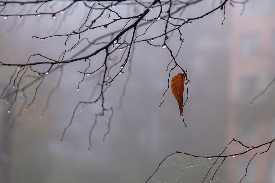 Music of the Autumnal Rain 2 Photograph by Jenny Rainbow