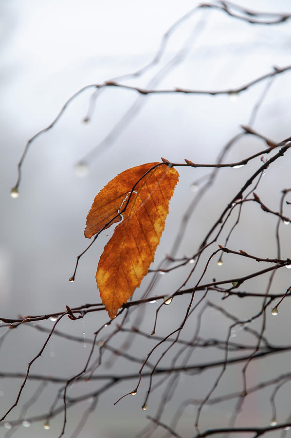 Music of the Autumnal Rain Photograph by Jenny Rainbow