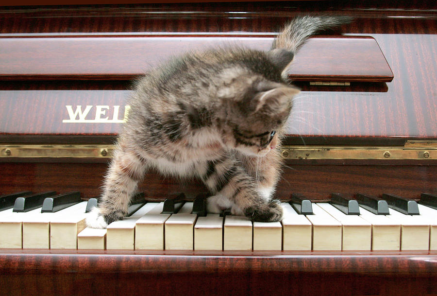 Musical Kitten Photograph by Masha Batkova
