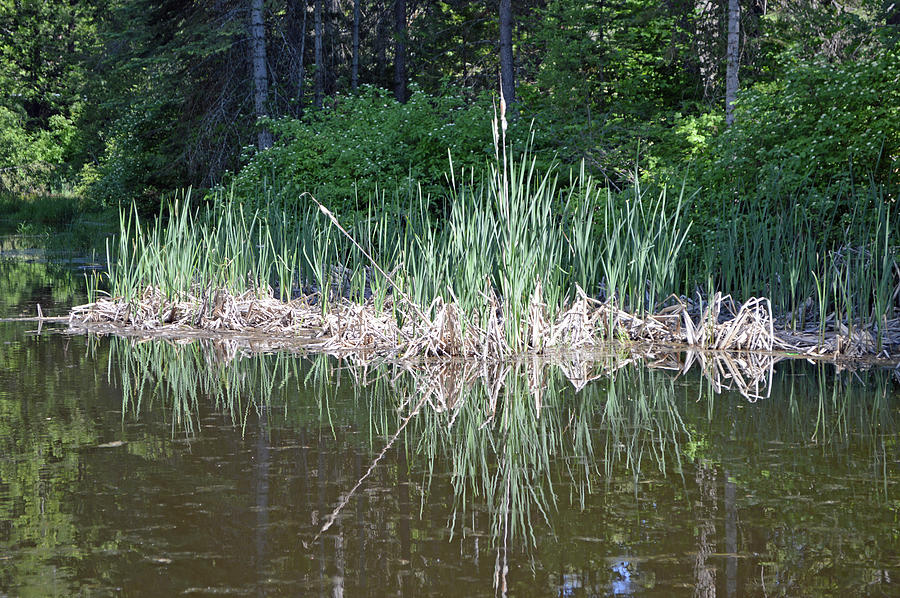 Musick Falls Pond Photograph