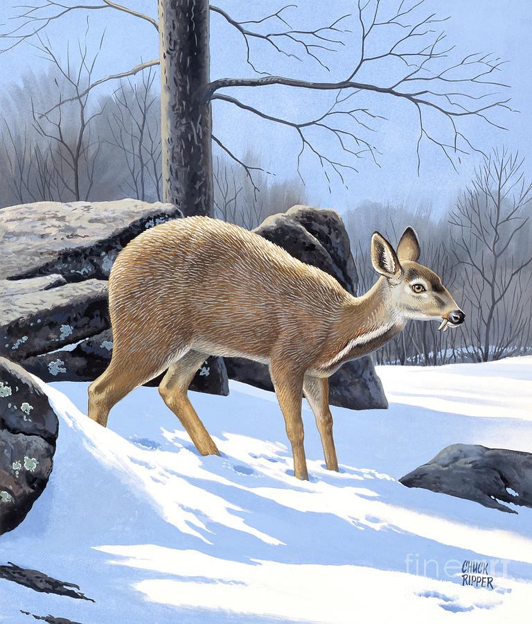 Musk Deer Painting by Chuck Ripper