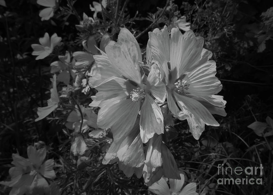 Musk Mallow A Pretty Wild Flower In Monochrome Photograph