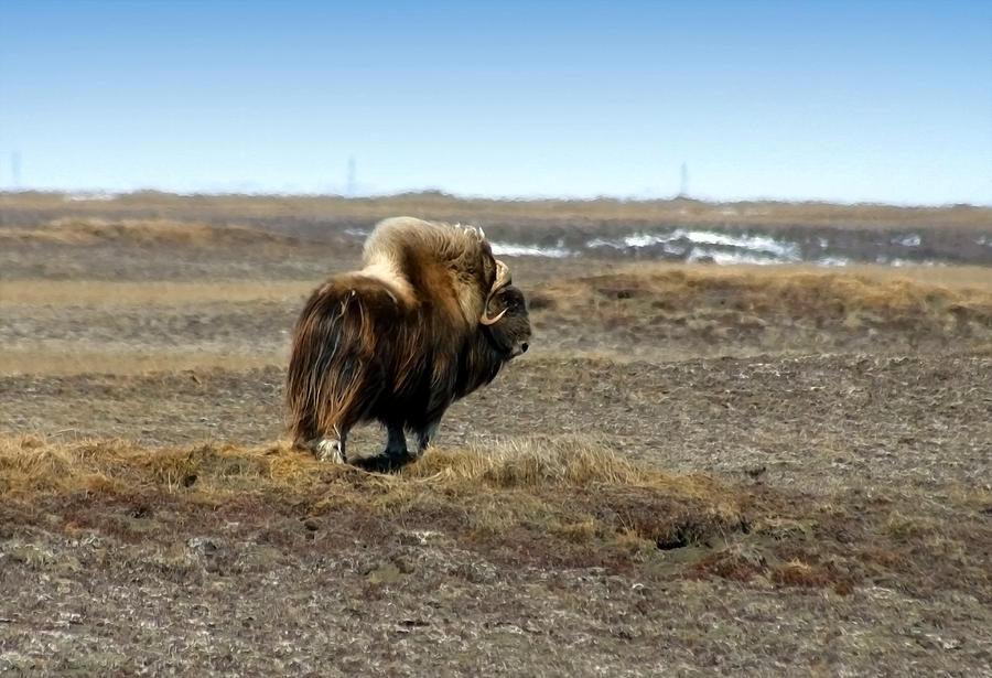 Musk Ox Bull - Paintography Photograph by Anthony Jones
