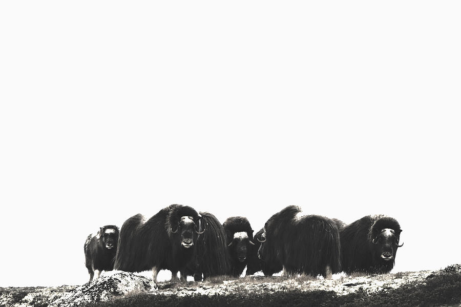 Musk ox in Dovrefjell National Park Photograph by Franz Aberham