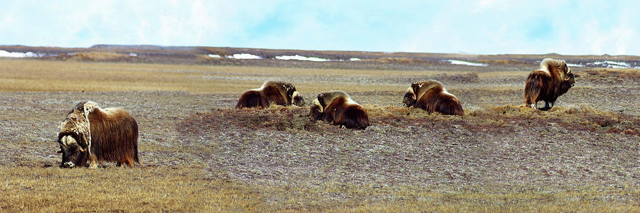 Musk Ox on the Tundra Photograph by Anthony Jones