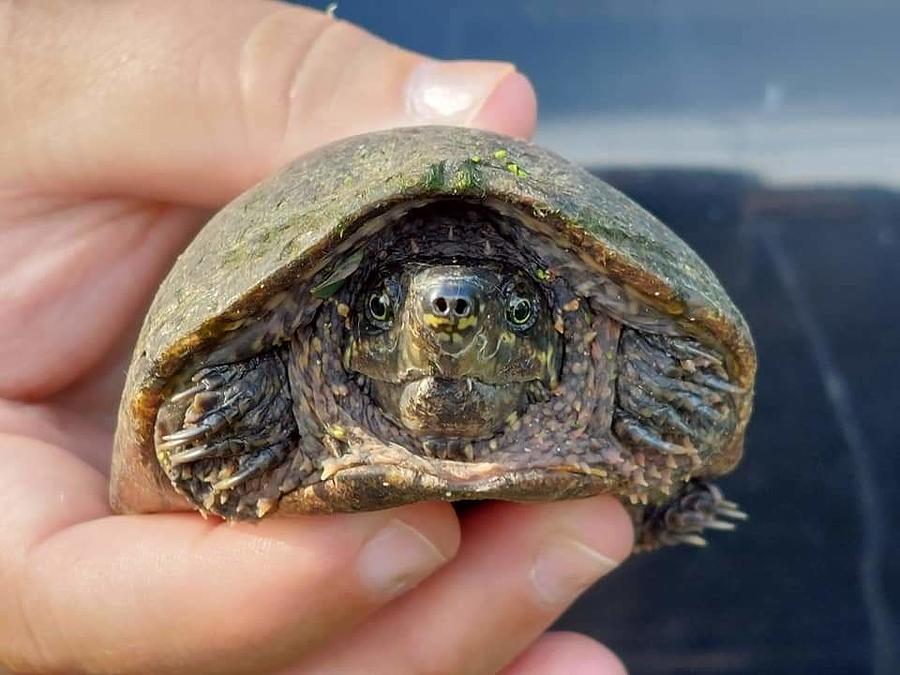 Musk Turtle Photograph by Tracy Chambers - Fine Art America