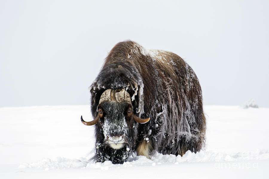 Muskox Bull  Photograph by Arterra Picture Library