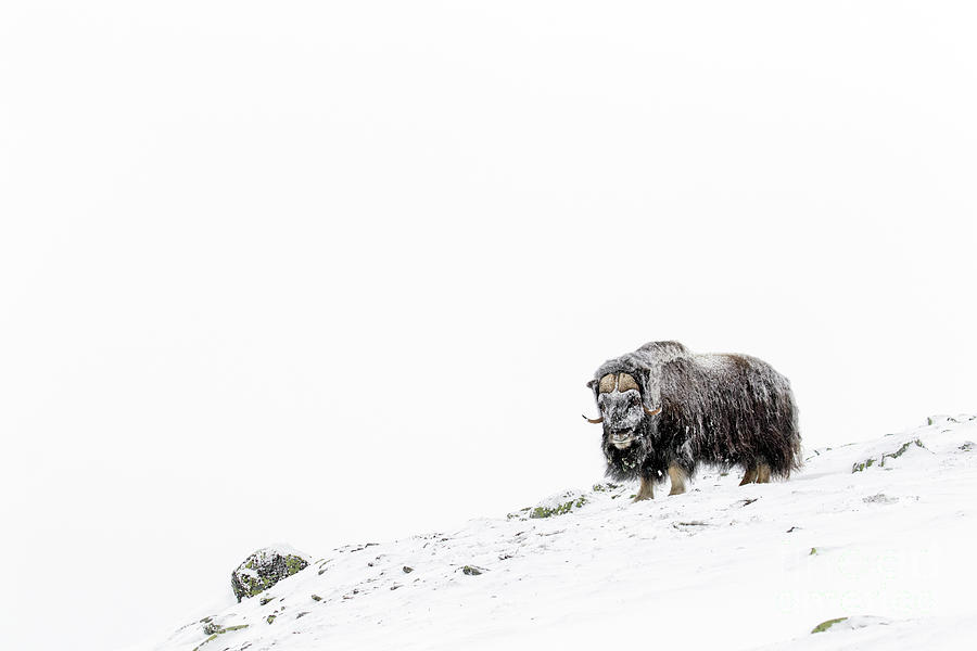 Muskox Bull in Winter Photograph by Arterra Picture Library