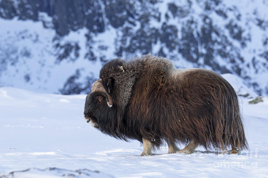 Muskox Bull on the Tundra Photograph by Arterra Picture Library