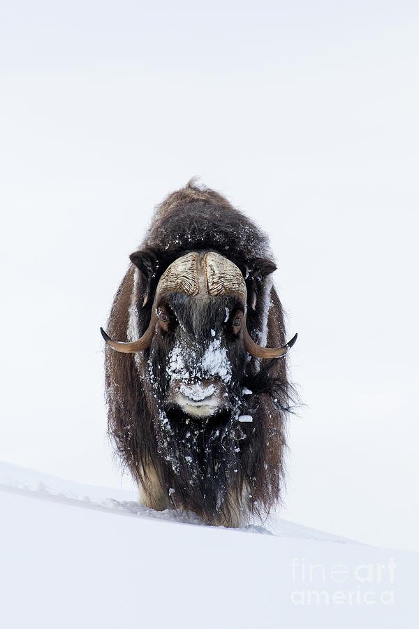 Muskox in Winter Photograph by Arterra Picture Library