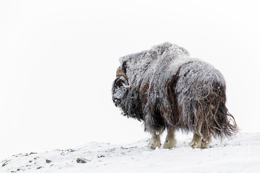 Muskox on Tundra in Winter Photograph by Arterra Picture Library