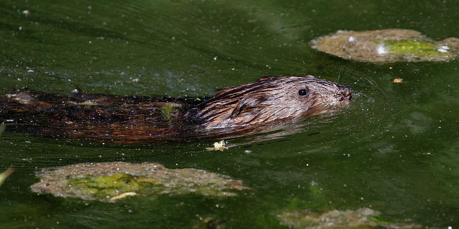 Muskrat-0012 Photograph by Eric Mace - Fine Art America