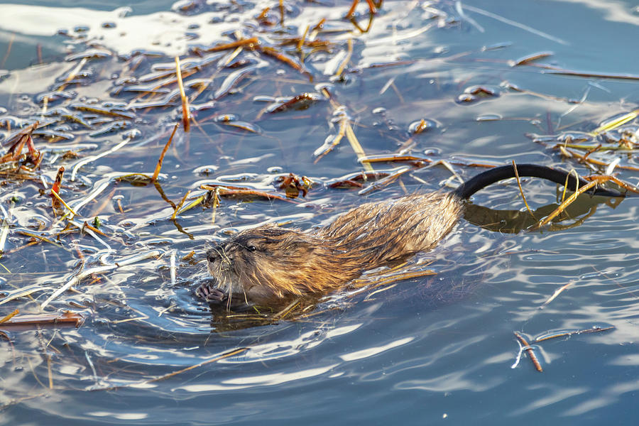 Muskrat 9 by Michael Chatt Muskrat 9 by Michael Chatt