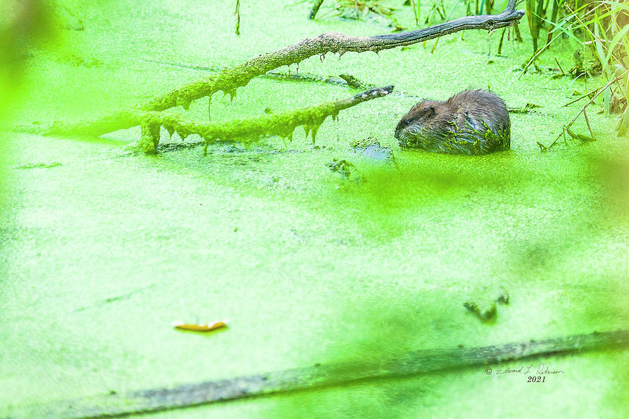 Muskrat And Duck Weed Photograph by Ed Peterson