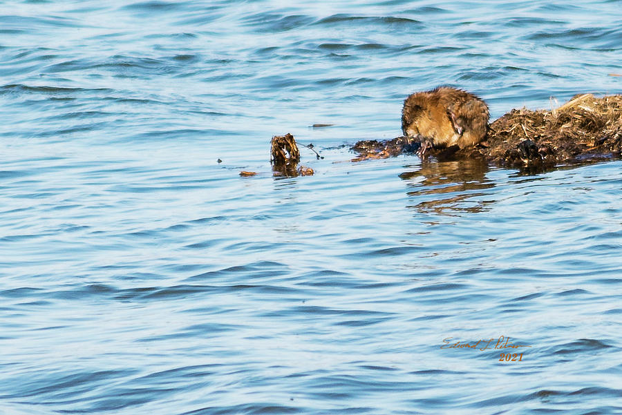 Muskrat And Sunshine Photograph by Ed Peterson