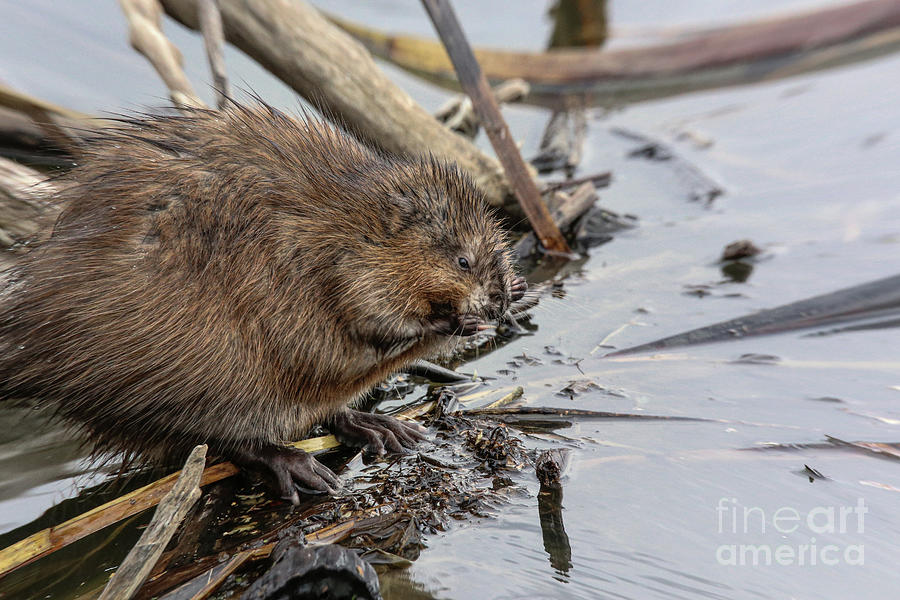 Muskrat Building His Home Photograph by Lynn Sprowl