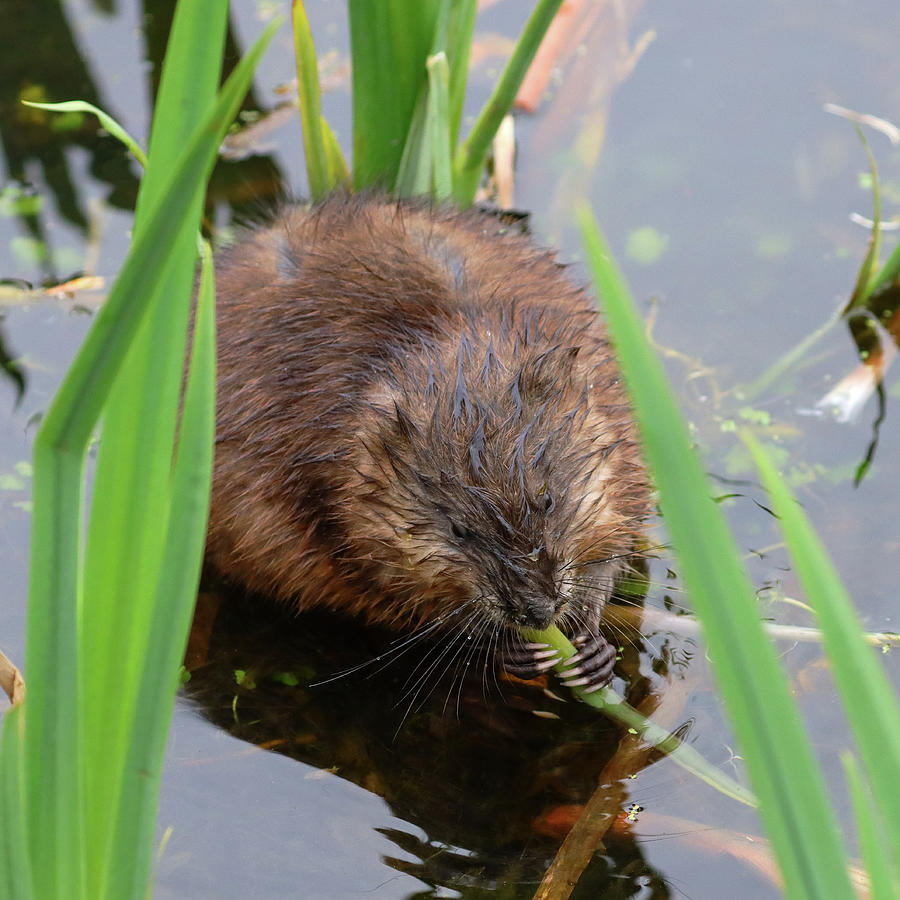 Muskrat Feeding Photograph By Joseph Siebert Fine Art America