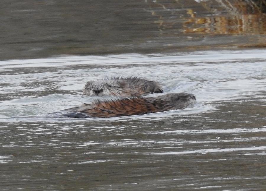 Muskrat Love Photograph by Athol KLIEVE - Fine Art America