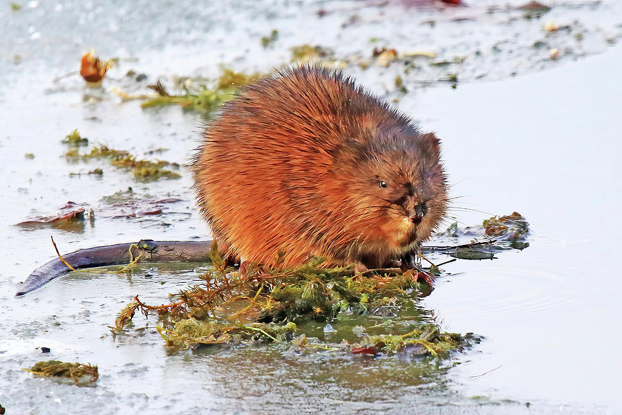 Muskrat on Ice Photograph by Shixing Wen