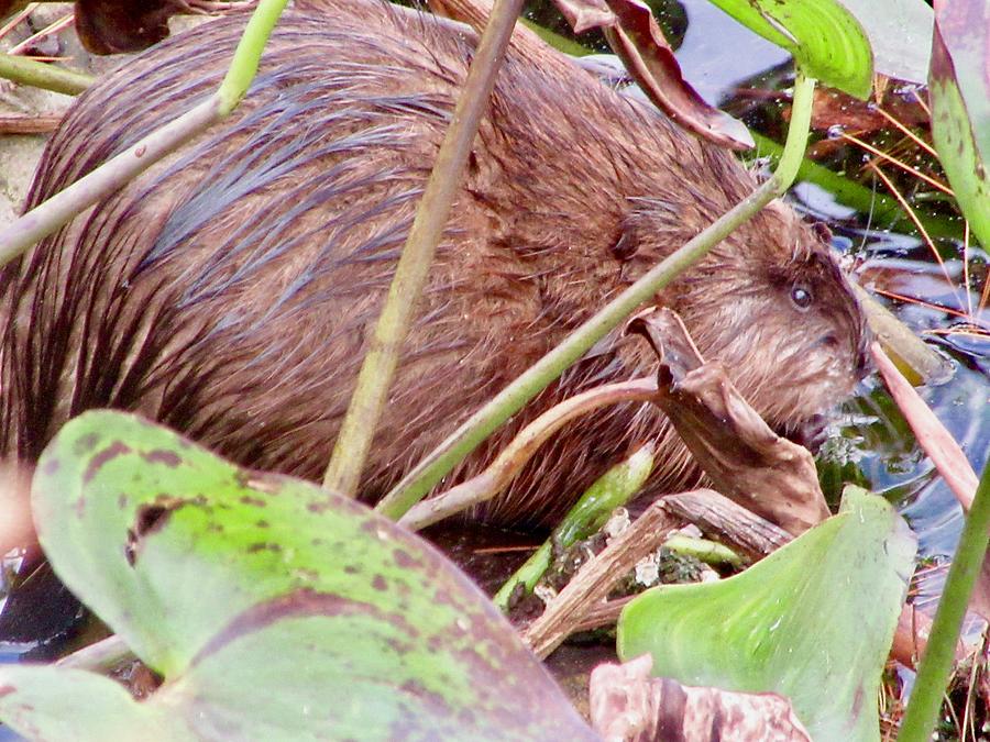 Muskrat Photograph by Stephanie Moore