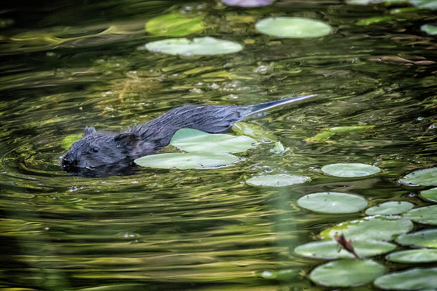 Muskrat Swimming By Lily Pads Photograph