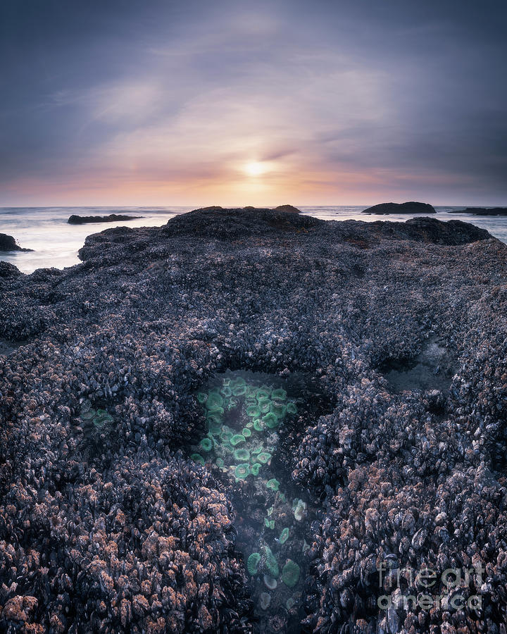 Mussel Bed at Sunset Photograph by Masako Metz