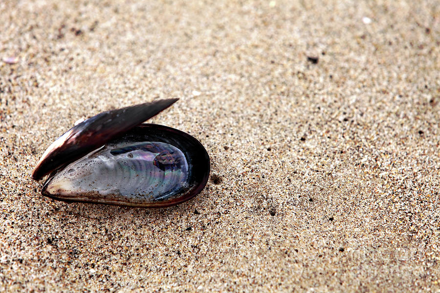 Mussel on the Beach in Santa Monica Photograph by John Rizzuto
