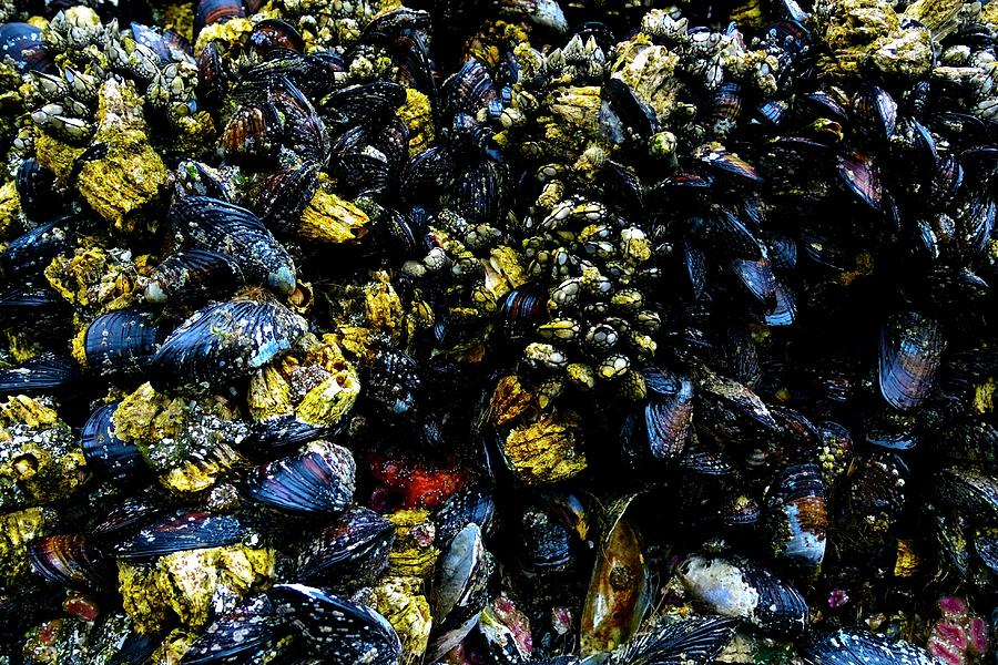 Mussel Shapes Photograph
