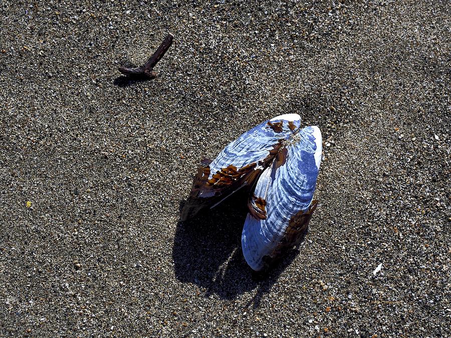 Mussel Shell Photograph by Richard Thomas