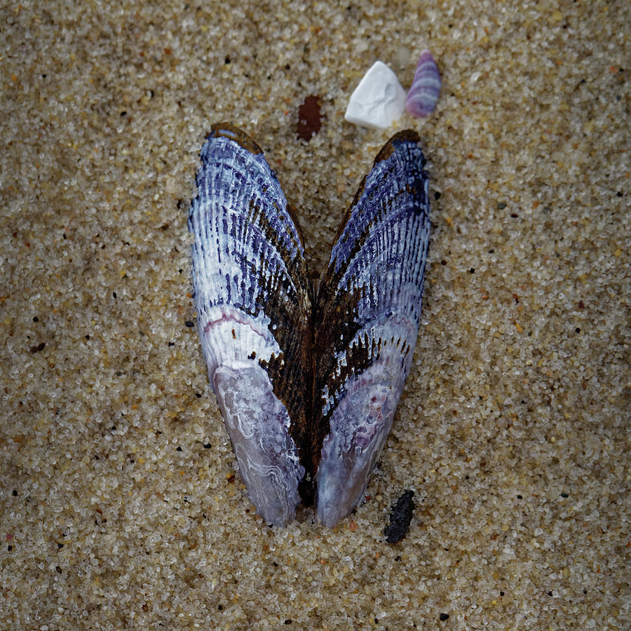 Mussel Shell Wings Photograph