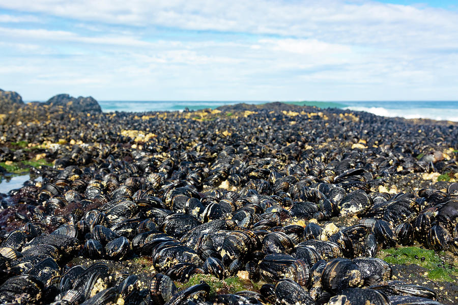 Mussels 2 Photograph by Pelo Blanco Photo