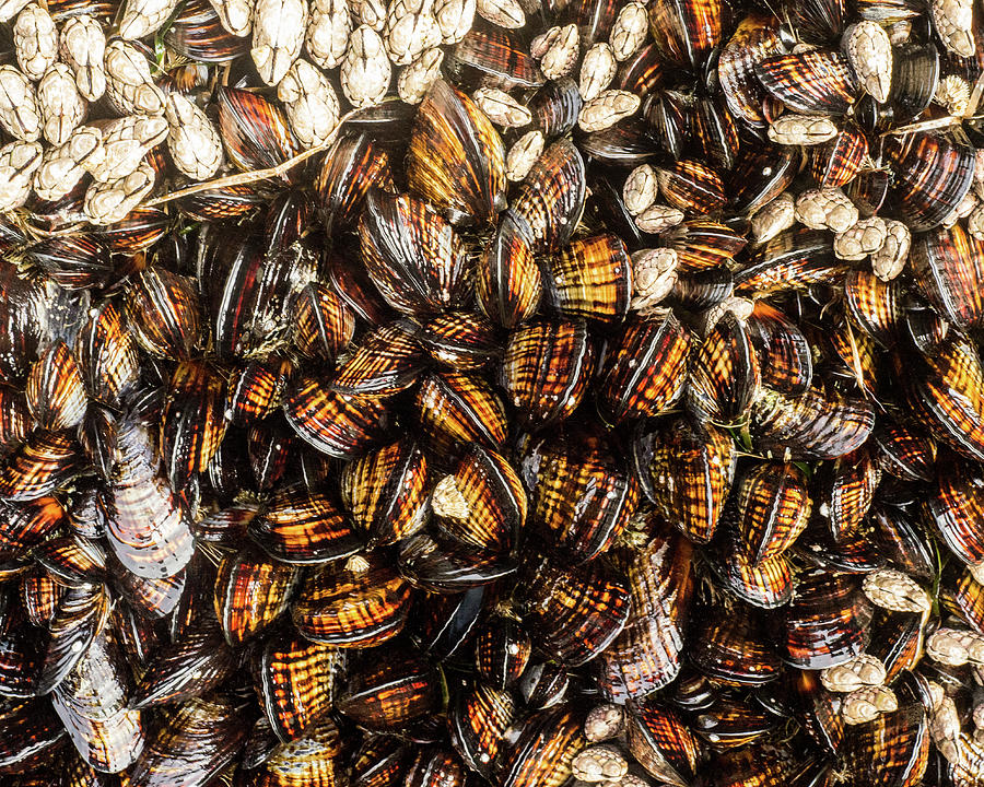 Mussels and Barnacles Photograph by Jeff George - Fine Art America