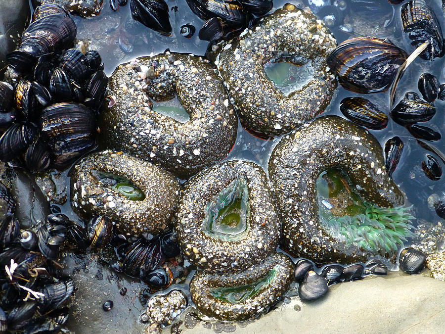Mussels and Giant Green Sea Anemones Photograph by Amelia Racca