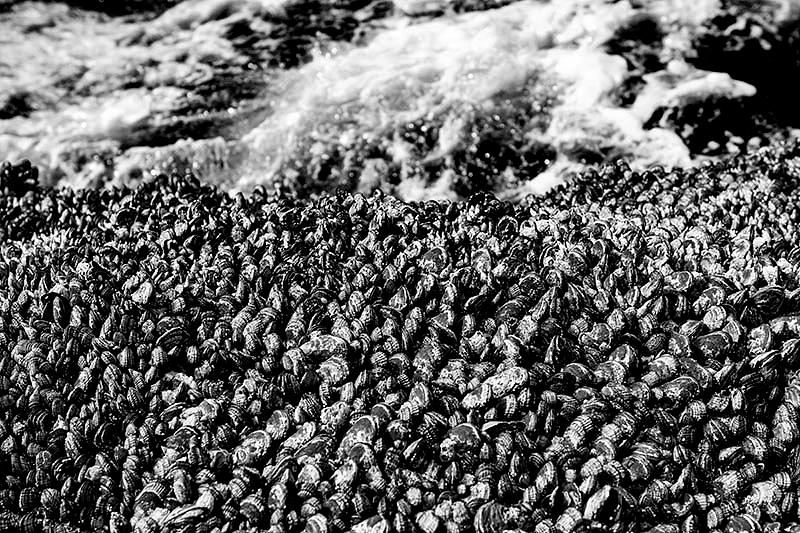 Mussels Black and White 3 Photograph by Pelo Blanco Photo