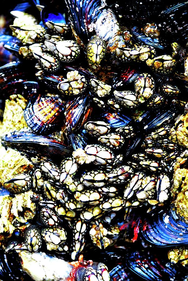 Mussels Photograph by Jerry Sodorff