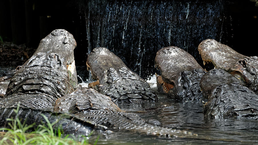 Must be Something Good on the Menu Alligators Photograph by Colin Hocking