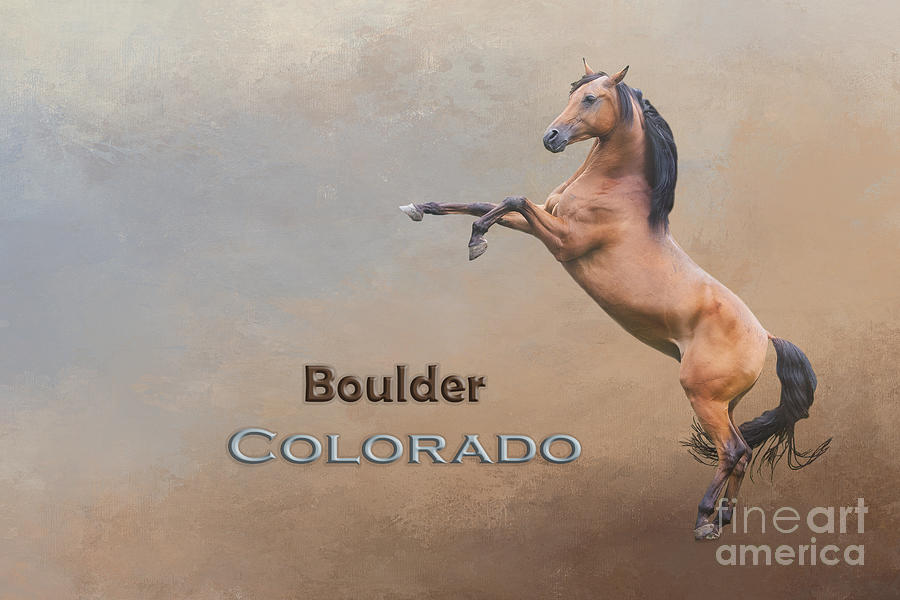 Horse Mixed Media - Mustang Boulder Colorado by Elisabeth Lucas