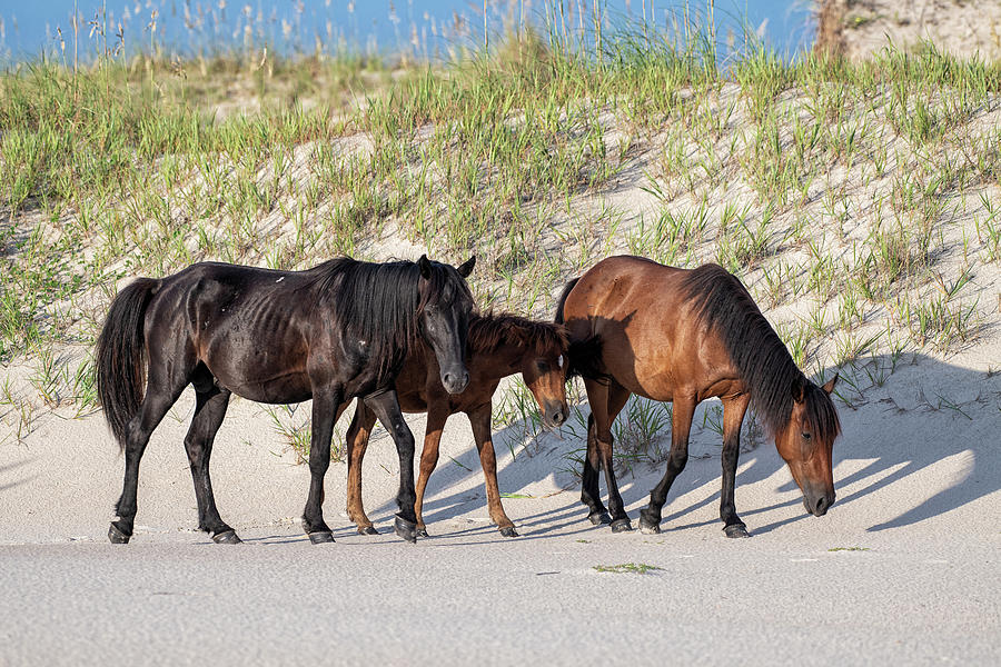 Mustang Family Photograph by Fon Denton - Fine Art America