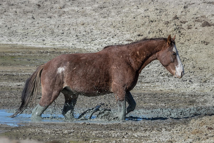 Mustang Getting Out of a Muddy Waterhole the Slow Way Photograph by Belinda Greb