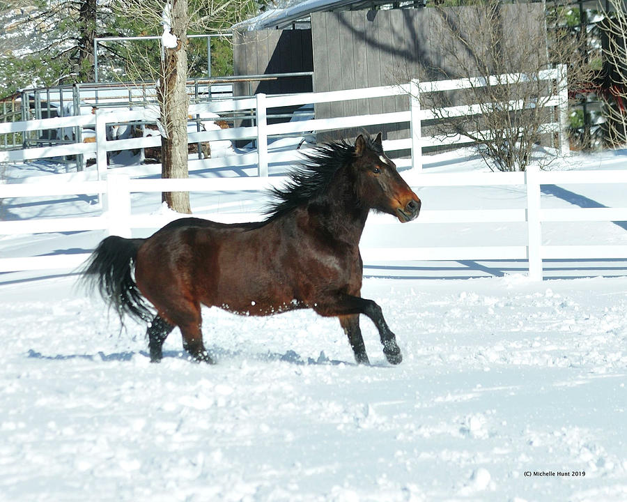 Mustang in Snow Photograph by Michelle Hunt - Fine Art America