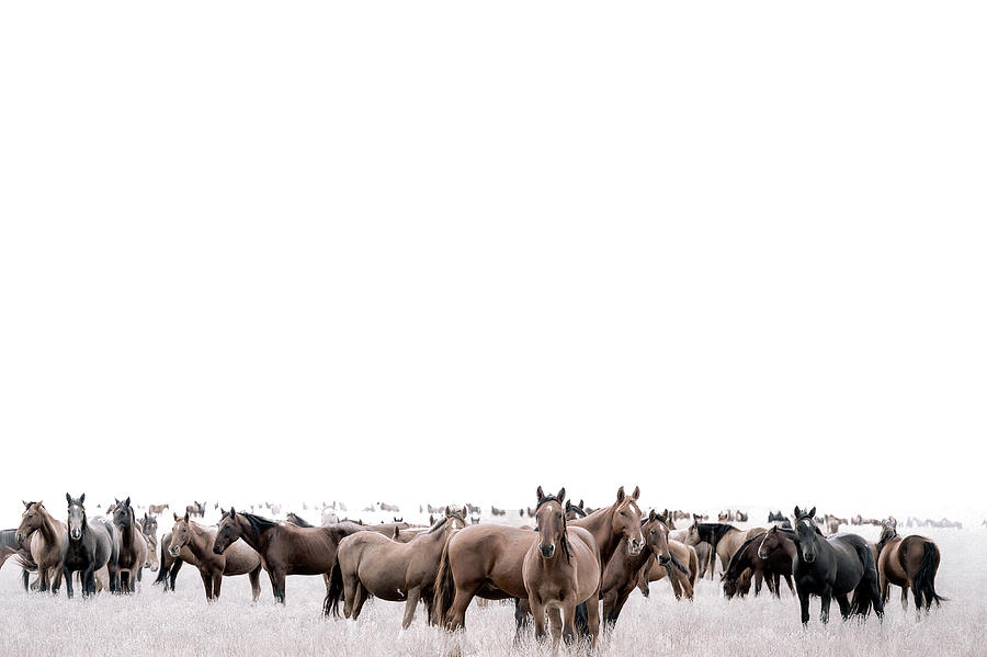 Mustang Magic Photograph by Pamela Steege